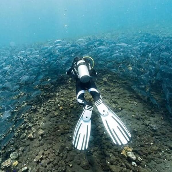 Découvrez notre test détaillé des palmes Mares Avanti Quattro unisexe blanc : performances, confort et qualité pour vos sessions de plongée et snorkeling. 